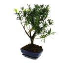 Bonsai stone yew - Podocarpus macrophyllus - approx. 8...