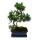 Bonsaï Steineibe - Podocarpus macrophyllus - env. 12-15 ans