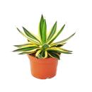 Agave lophanta quadricolor - vierfarbig -12cm Topf -...