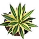 Agave lophanta quadricolor - vierfarbig -12cm Topf - Sukkulente