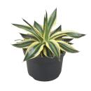 Agave lophanta quadricolor - vierfarbig -12cm Topf - Sukkulente