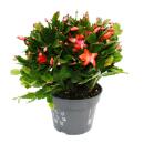 Grand cactus de Noël - Schlumbergera - XXL - pot...