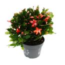 Grand cactus de Noël - Schlumbergera - XXL - pot 17cm - hauteur 25-35cm environ - fleurs rouges