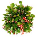 Grand cactus de Noël - Schlumbergera - XXL - pot 17cm - hauteur 25-35cm environ - fleurs rouges