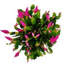 Großer Weihnachtskaktus - Schlumbergera - XXL - 17cm Topf - ca. 25-35cm hoch - rosa Blüten - leuchtend pink