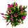 Grand cactus de Noël - Schlumbergera - XXL - pot 17cm - hauteur 25-35cm environ - fleurs roses - rose vif