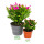 Grand cactus de Noël - Schlumbergera - XXL - pot 17cm - hauteur 25-35cm environ - fleurs roses - rose vif