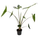Alocasia zebrina - Tiger Arrow Leaf - pot 14cm - hauteur...