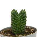 Succulent - Crassula Buddhas Temple - mini thickleaf - 6cm pot