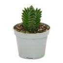 Succulent - Crassula Buddhas Temple - mini thickleaf - 6cm pot