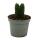 Succulent - Crassula Buddhas Temple - mini thickleaf - 6cm pot