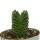 Succulent - Crassula Buddhas Temple - mini thickleaf - 6cm pot