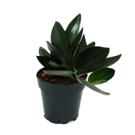 Scindapsus treubii "Dark Form" - black ivy - 15cm pot