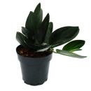 Scindapsus treubii "Dark Form" - black ivy - 15cm pot