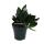 Scindapsus treubii "Dark Form" - lierre noir - pot 15cm