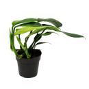 Philodendron "Dragon Tail" - Rhaphidophora...