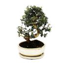 Bonsai - olive tree - olive - Olea europaea sylvestris -...