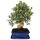 Bonsai - Solitär - Olivenbaum - Olive - Olea europaea - ca. 17 Jahre alt - ca. 50-55cm hoch