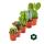 5 cactus différents en set - pot de 5,5cm