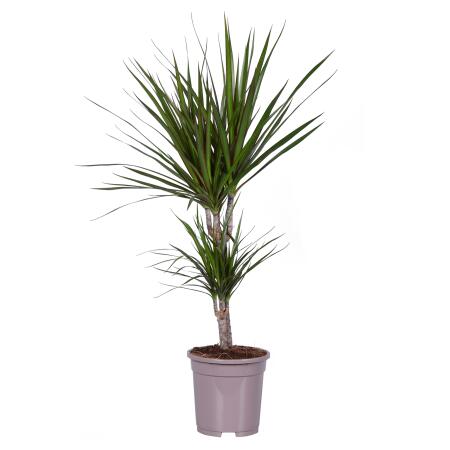 Dracaena marginata "Magenta" - 17cm pot - 2er Tuff