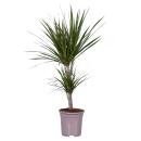 Dracaena marginata "Magenta" - 17cm pot - 2er Tuff