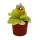 Carnivorous Plant - Maya Butterwort - Pinguicula spec. "Guatemala" - 9cm pot