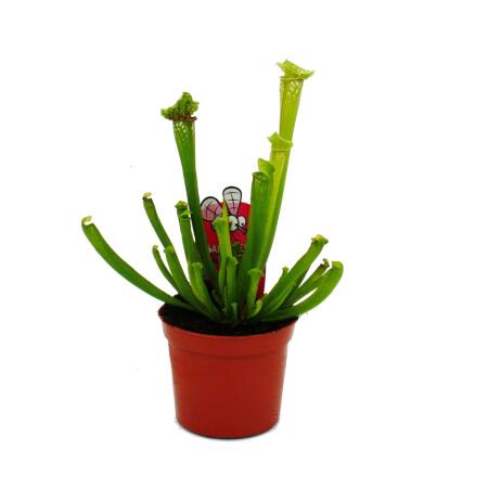 Plante tubulaire - Sarracenia leucophylla - Plante carnivore - Pot 9cm