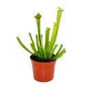 Plante tubulaire - Sarracenia leucophylla - Plante carnivore - Pot 9cm