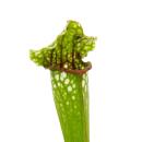 Plante tubulaire - Sarracenia leucophylla - Plante carnivore - Pot 9cm