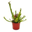 Plante tubulaire - Sarracenia farnhamii - Plante...