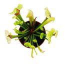 Plante tubulaire - Sarracenia "Eva" - Plante carnivore - pot 9cm