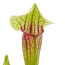 Plante tubulaire - Sarracenia "Eva" - Plante carnivore - pot 9cm