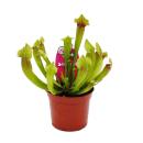Plante tubulaire - Sarracenia "Fiona" - Plante...