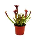 Plante tubulaire - Sarracenia "Judith" - Plante...