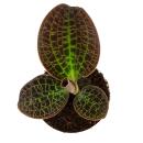 Jewel Orchid - Macodes petola Tiger Eye - Mini orchidée terrestre à feuilles fantaisies - pot 6cm