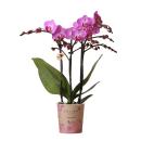 Hummingbird Orchids | Purple/pink Phalaenopsis Orchid -...