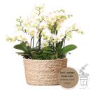 Orchidées Colibri | plante blanche dans un panier...