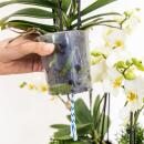 Kolibri Orchids | weißes Pflanzenset im Schilfkorb inkl. Wassertank | drei weiße Orchideen Lausanne 9cm und drei Grünpflanzen Rhipsalis | Dschungelstrauß weiß mit autarkem Wassertank