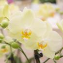 Orchidées Colibri | orchidée phalaenopsis...