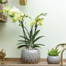 Orchidées Colibri | orchidée phalaenopsis jaune - 34 cm de haut - taille du pot 9 cm | plante dintérieur fleurie - fraîche du producteur