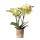 Hummingbird Orchids | yellow phalaenopsis orchid - 34cm high - pot size 9cm|flowering houseplant - fresh from the grower