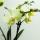 Orchidées Colibri | orchidée phalaenopsis jaune - 34 cm de haut - taille du pot 9 cm | plante dintérieur fleurie - fraîche du producteur