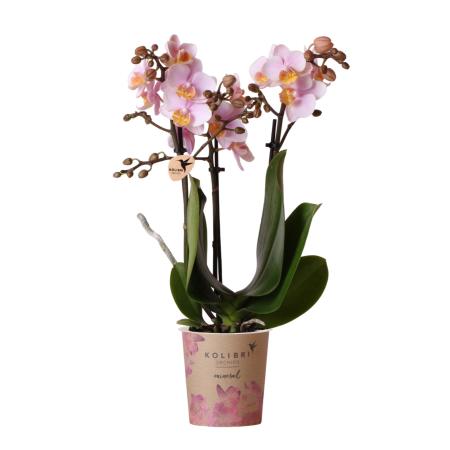 Hummingbird Orchids | Pink Phalaenopsis Orchid - Andorra - pot size 9cm | flowering houseplant - fresh from the grower