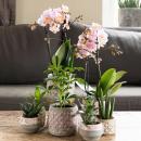 Hummingbird Orchids | Pink Phalaenopsis Orchid - Andorra - pot size 9cm | flowering houseplant - fresh from the grower