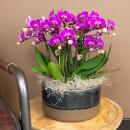 Hummingbird Orchids | Purple Phalaenopsis Orchid - Morelia - pot size 9cm | flowering houseplant - fresh from the grower