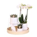 Complete plant set All White | Green plant set with white...