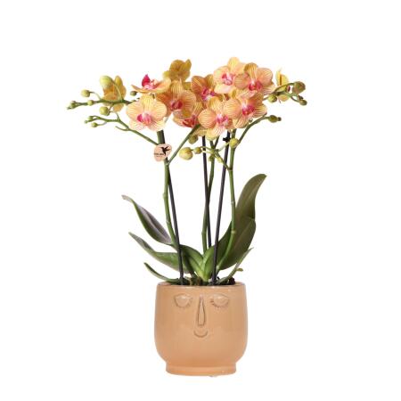 Kolibri Orchids | Orange Phalaenopsis orchid - Jamaica + Happy face dekorativer Topf Pfirsich - Topfgröße 9cm - 40cm hoch | blühende Zimmerpflanze im Blumentopf - frisch vom Züchter