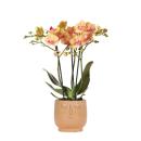 Hummingbird Orchids | Orange Phalaenopsis orchid -...