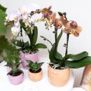 Kolibri Orchids | Orange Phalaenopsis orchid - Jamaica + Happy face dekorativer Topf Pfirsich - Topfgröße 9cm - 40cm hoch | blühende Zimmerpflanze im Blumentopf - frisch vom Züchter