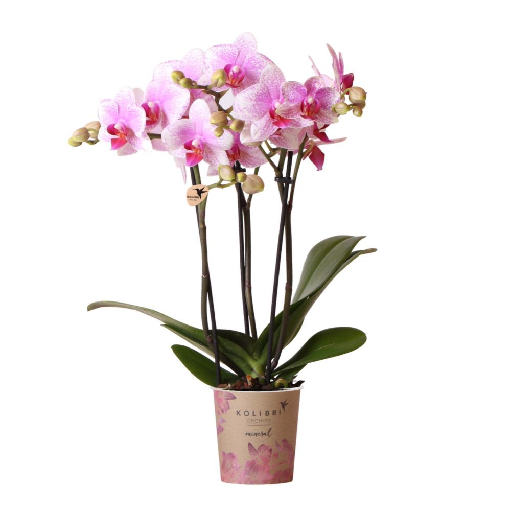 Mineral - Orchids Rosa | Kolibri To Orchidee - Rotterdam Phalaenopsis